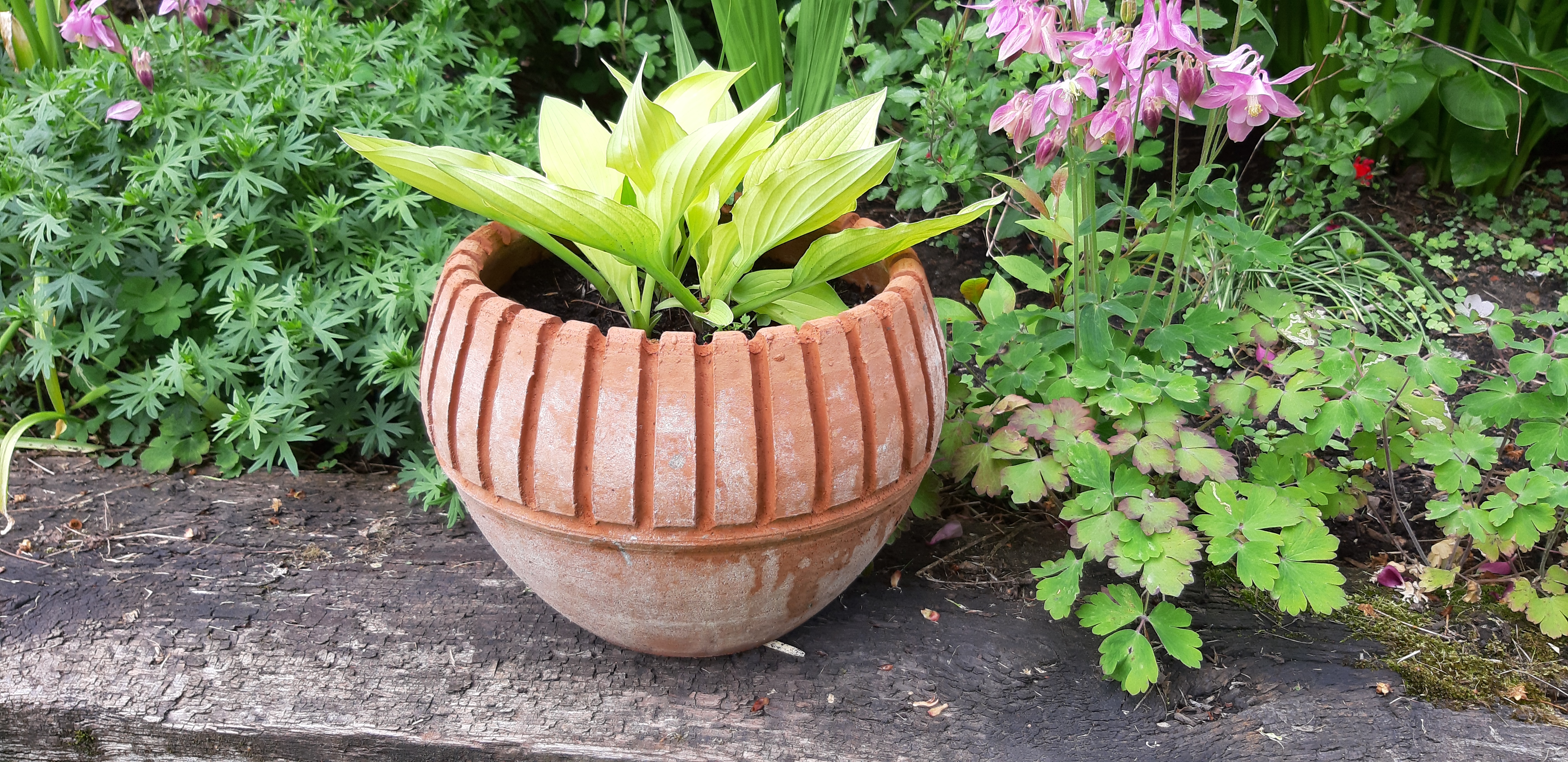 Terracotta pot 3